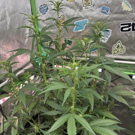 Purple Lemonade RF3