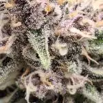 Banana Purple Punch 🍌 💜 👊🏾