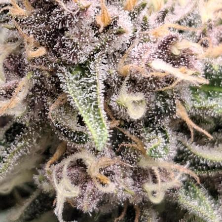 Banana Purple Punch 🍌 💜 👊🏾