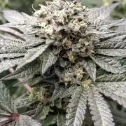 Biscotti Gelato 🍪 🍦