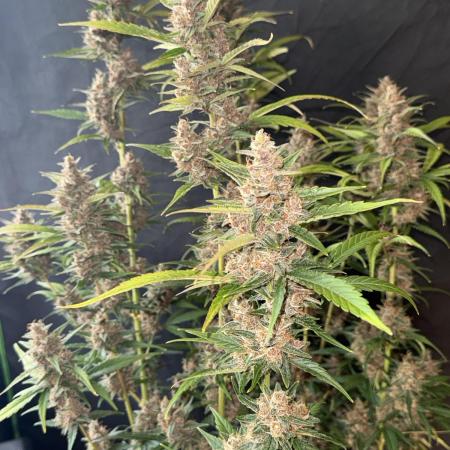 Purple Lemonade RF3
