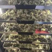 Banana Purple Punch RF3