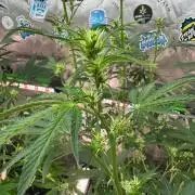 GMOAuto@Fastbuds