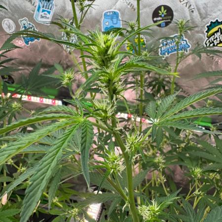 GMOAuto@Fastbuds