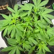 Pinapple OG @Fastbuds