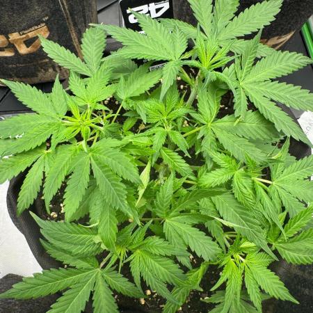 Pinapple OG @Fastbuds