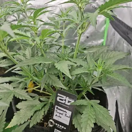 Banana Purple Punch 🍌 💜 👊🏾