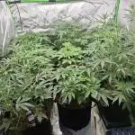 Grow Nr.2