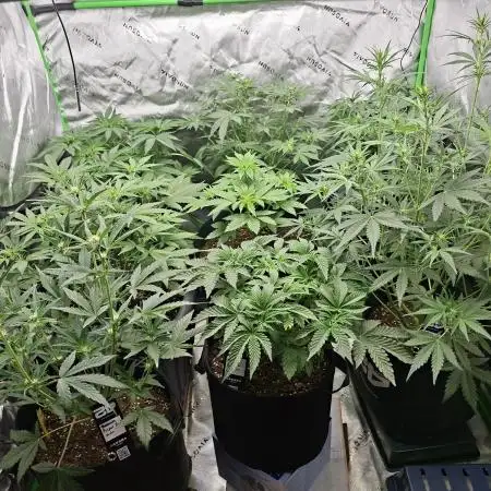 Grow Nr.2