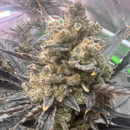 Guava RF3 🍈