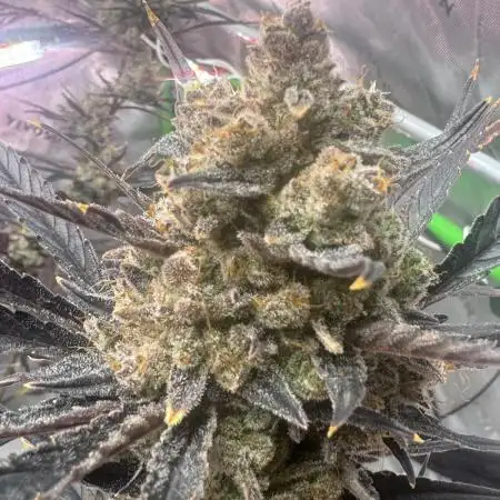 Guava RF3 🍈
