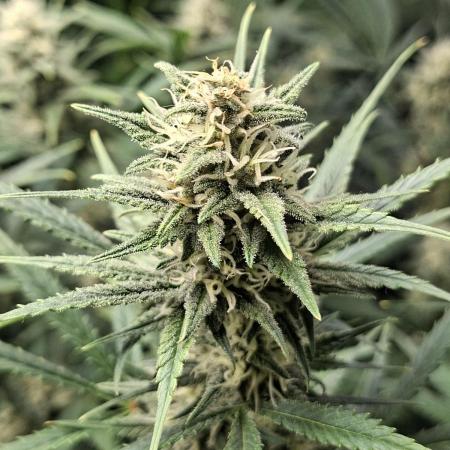 Apple Strudel 🍎🥧