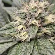 Biscotti Gelato 🍪 🍦