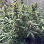 Pinapple OG @Fastbuds