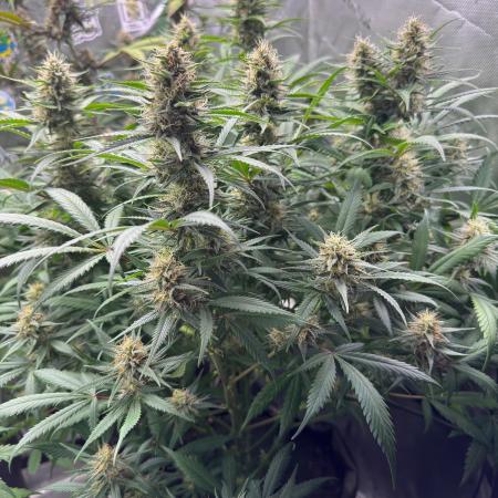 Pinapple OG @Fastbuds
