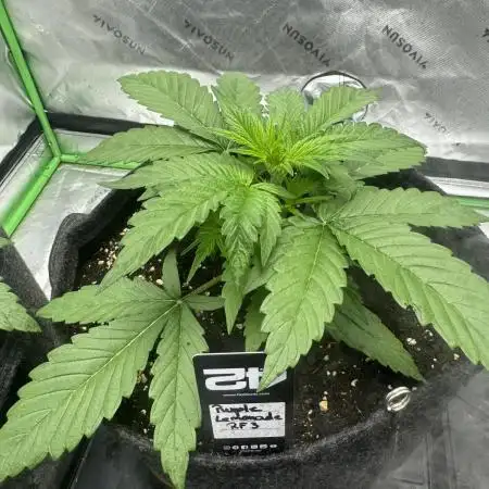 Purple Lemonade RF3