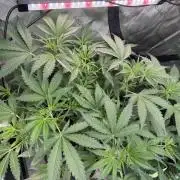 Banana Guava