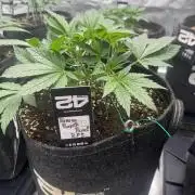 Banana Purple Punch RF3