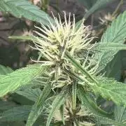 Purple Lemonade RF3
