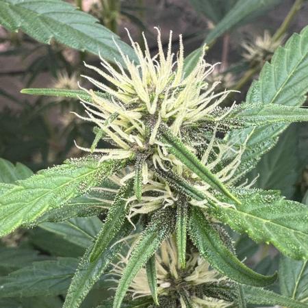 Purple Lemonade RF3