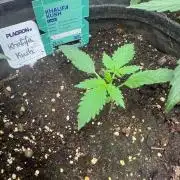 Khalifa Kush