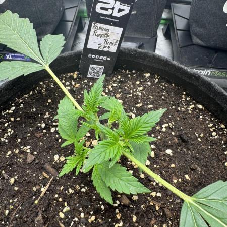 Banana Purple Punch RF3