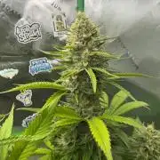 Pinapple OG @Fastbuds