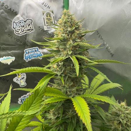 Pinapple OG @Fastbuds