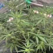 Banana Guava