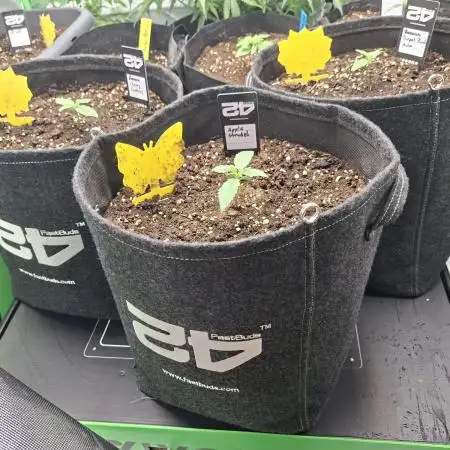 Grow Nr.2