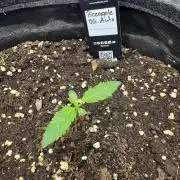Pinapple OG @Fastbuds