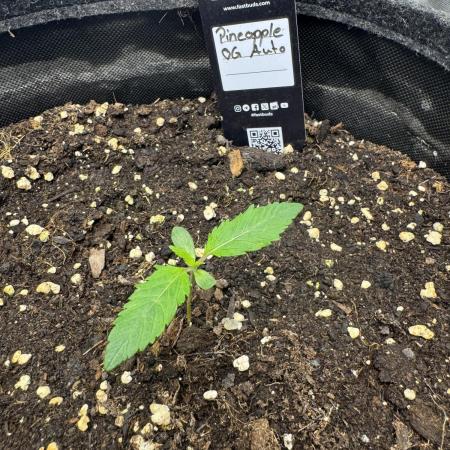 Pinapple OG @Fastbuds
