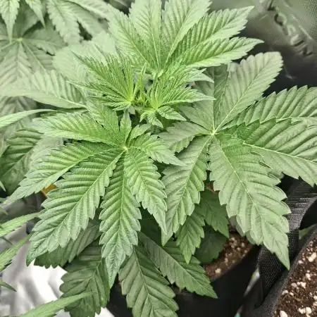 GG4 🦍