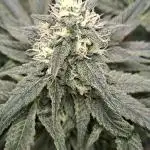 Papaya Sherbert 🌱🍧