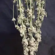 Biscotti Gelato 🍪 🍦