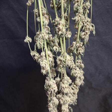 Biscotti Gelato 🍪 🍦