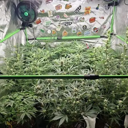 Grow Nr.2
