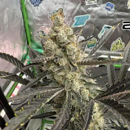Guava RF3 🍈