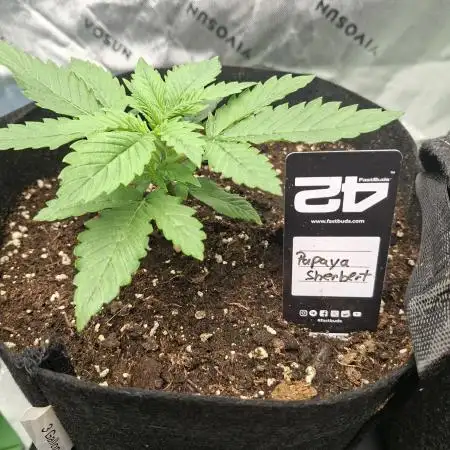 Papaya Sherbert 🌱🍧