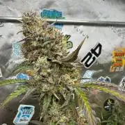 GMOAuto@Fastbuds