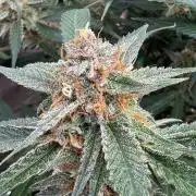 Cherry Cola RF3 🍒🥤
