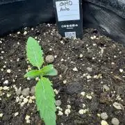 GMOAuto@Fastbuds