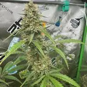GMOAuto@Fastbuds