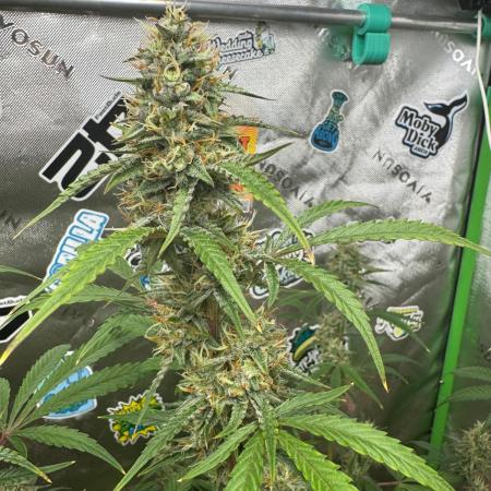 GMOAuto@Fastbuds