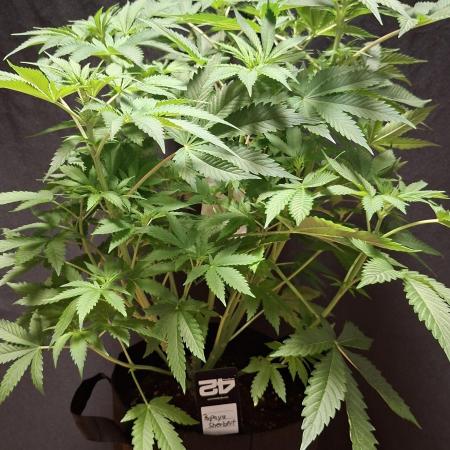 Papaya Sherbert 🌱🍧