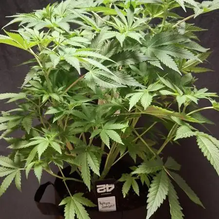 Papaya Sherbert 🌱🍧