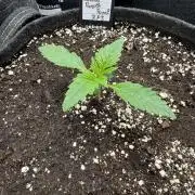 Banana Purple Punch RF3