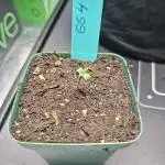 GG4 🦍