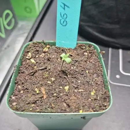 GG4 🦍