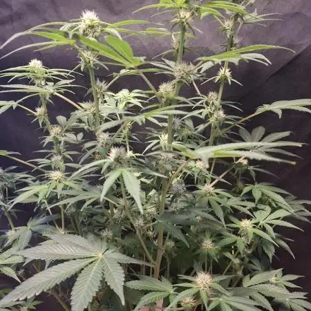 Lemon Cherry Cookies 🍋🍒🍪